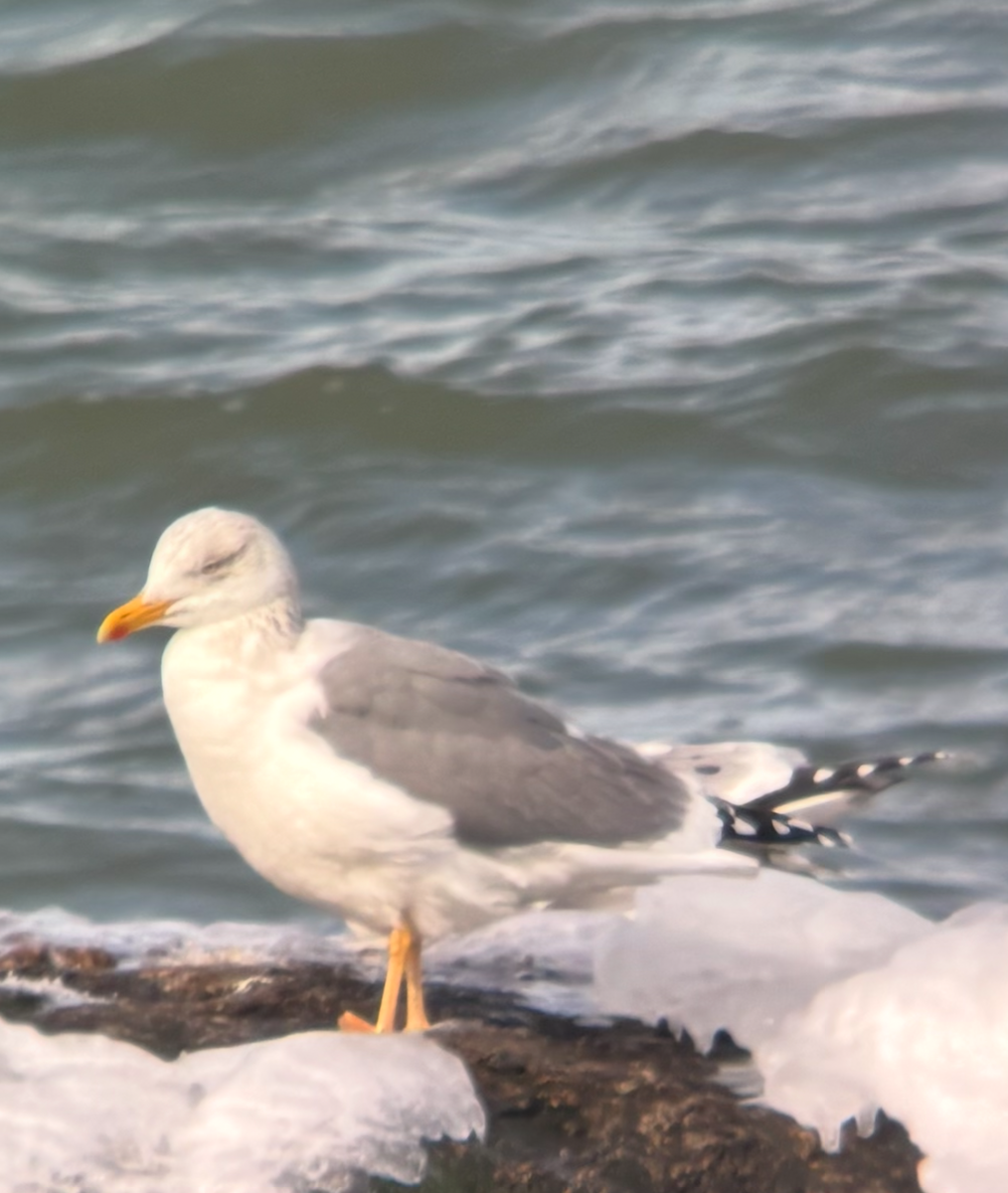 Larus sp. - ML630972812