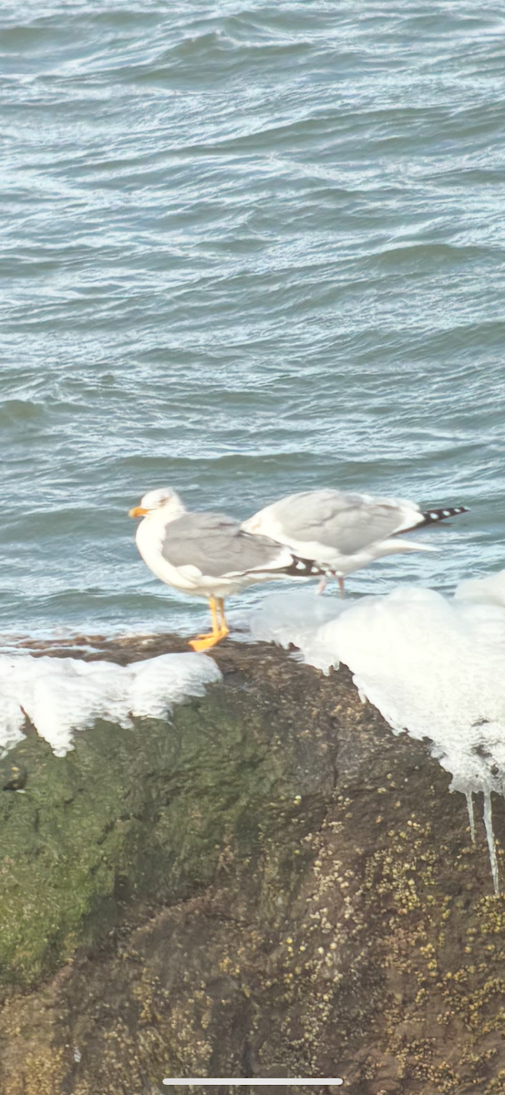 Larus sp. - ML630972814