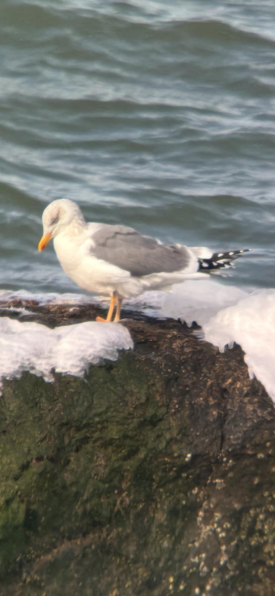 Larus sp. - ML630972815