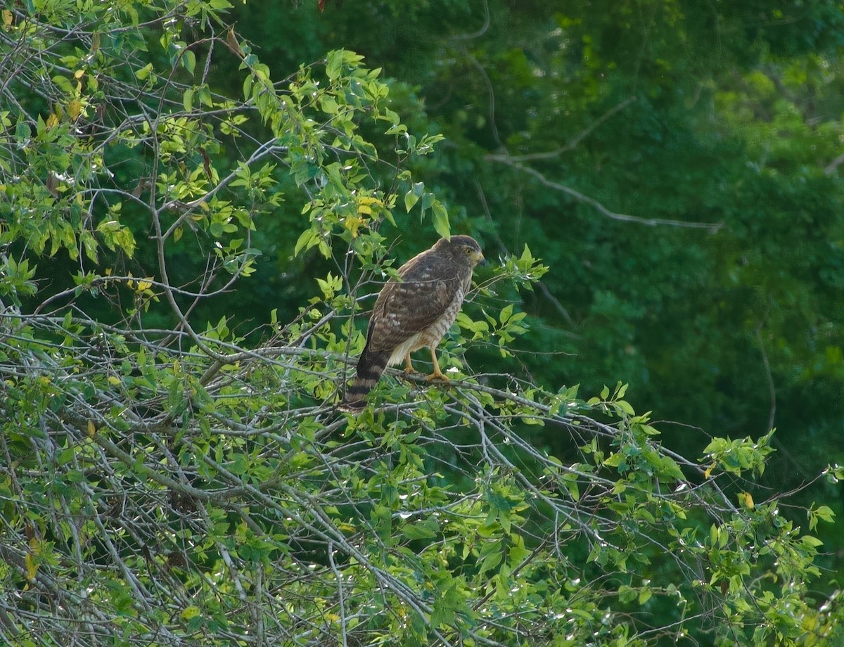 Roadside Hawk - ML630972874