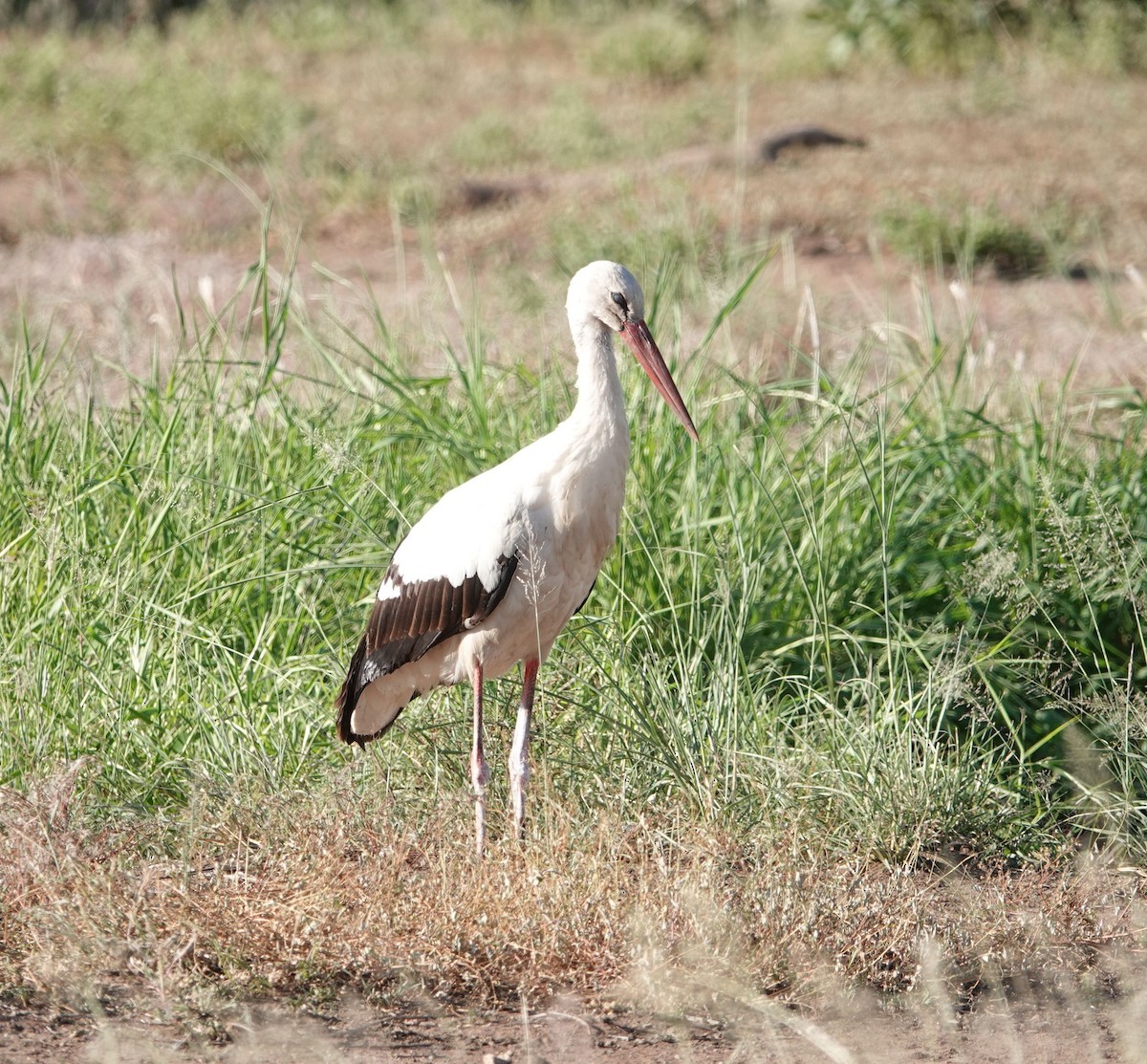 stork - ML630972902