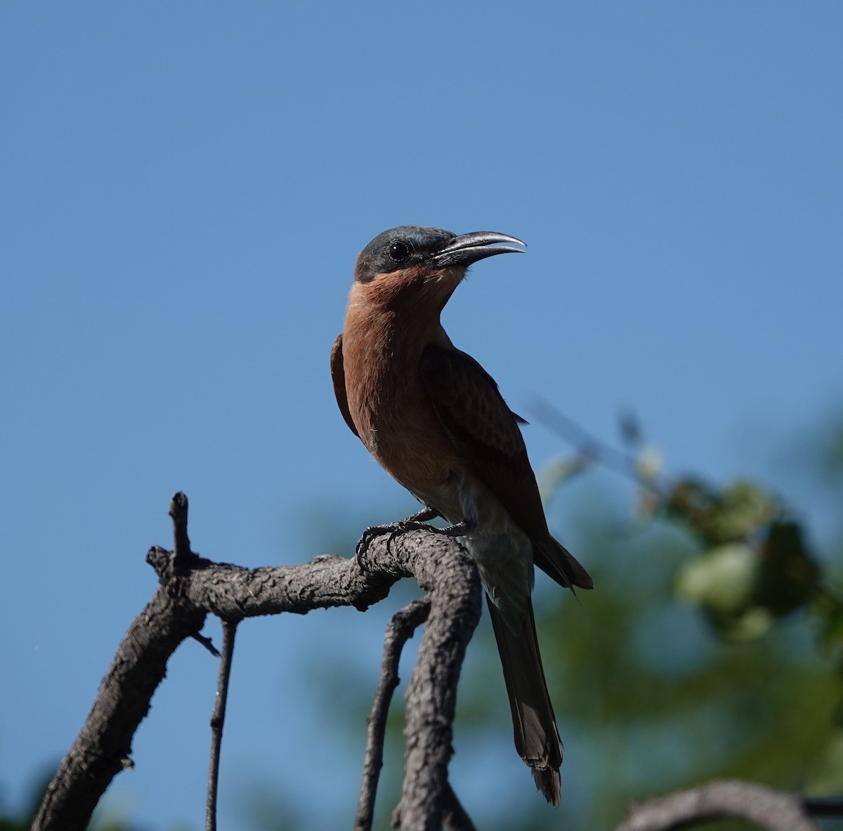 sinoberbieter - ML630972908