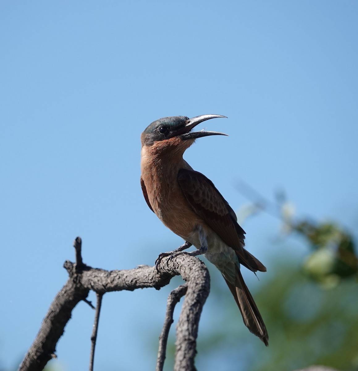 sinoberbieter - ML630972914