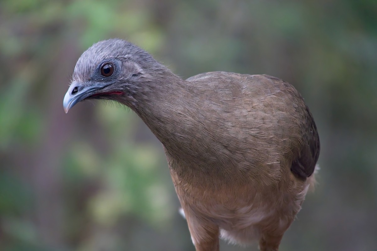 Plain Chachalaca - ML630972995
