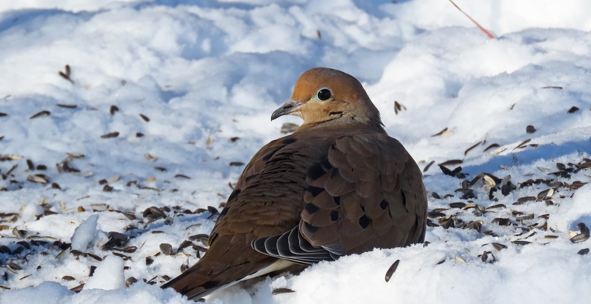 Mourning Dove - ML630973013