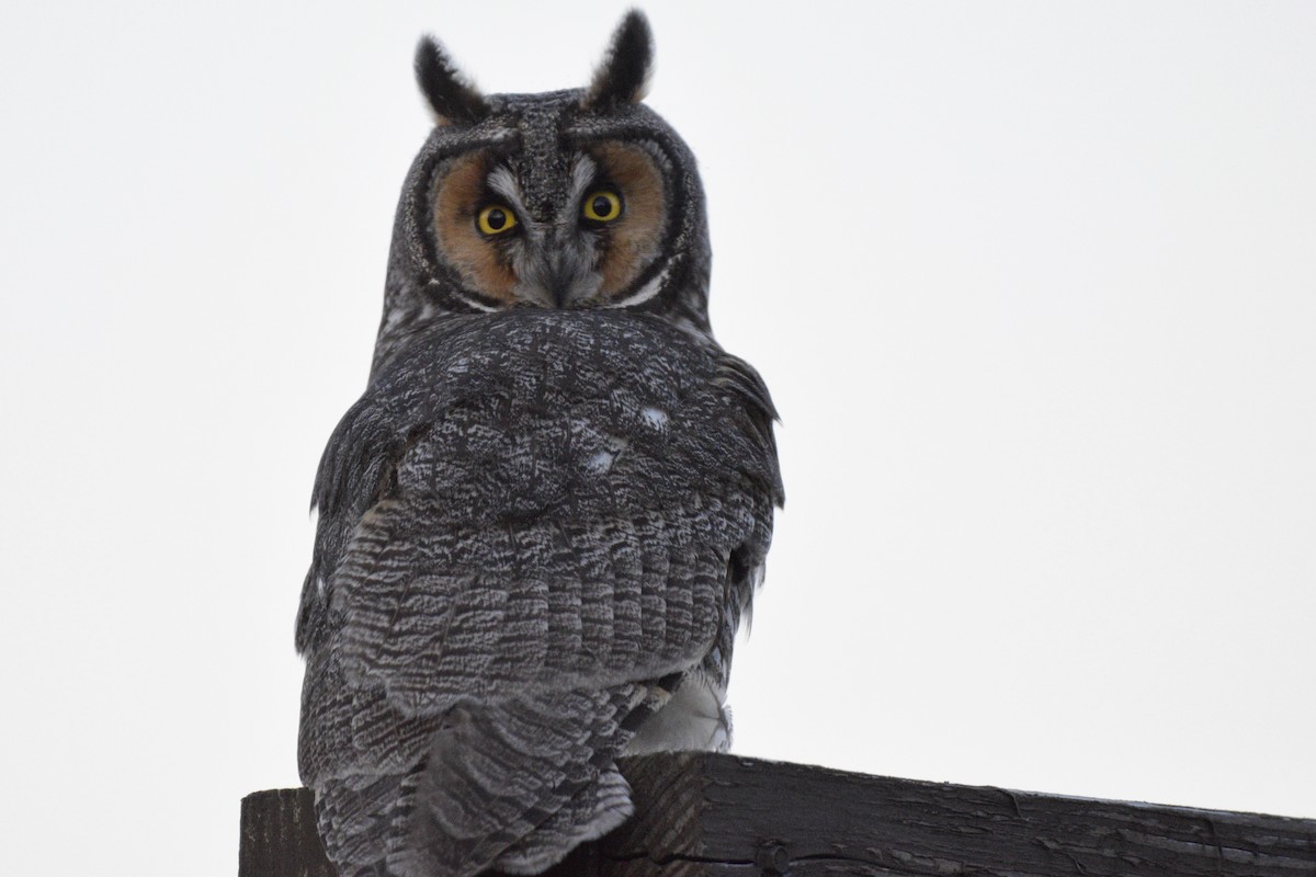 Long-eared Owl - ML630973096