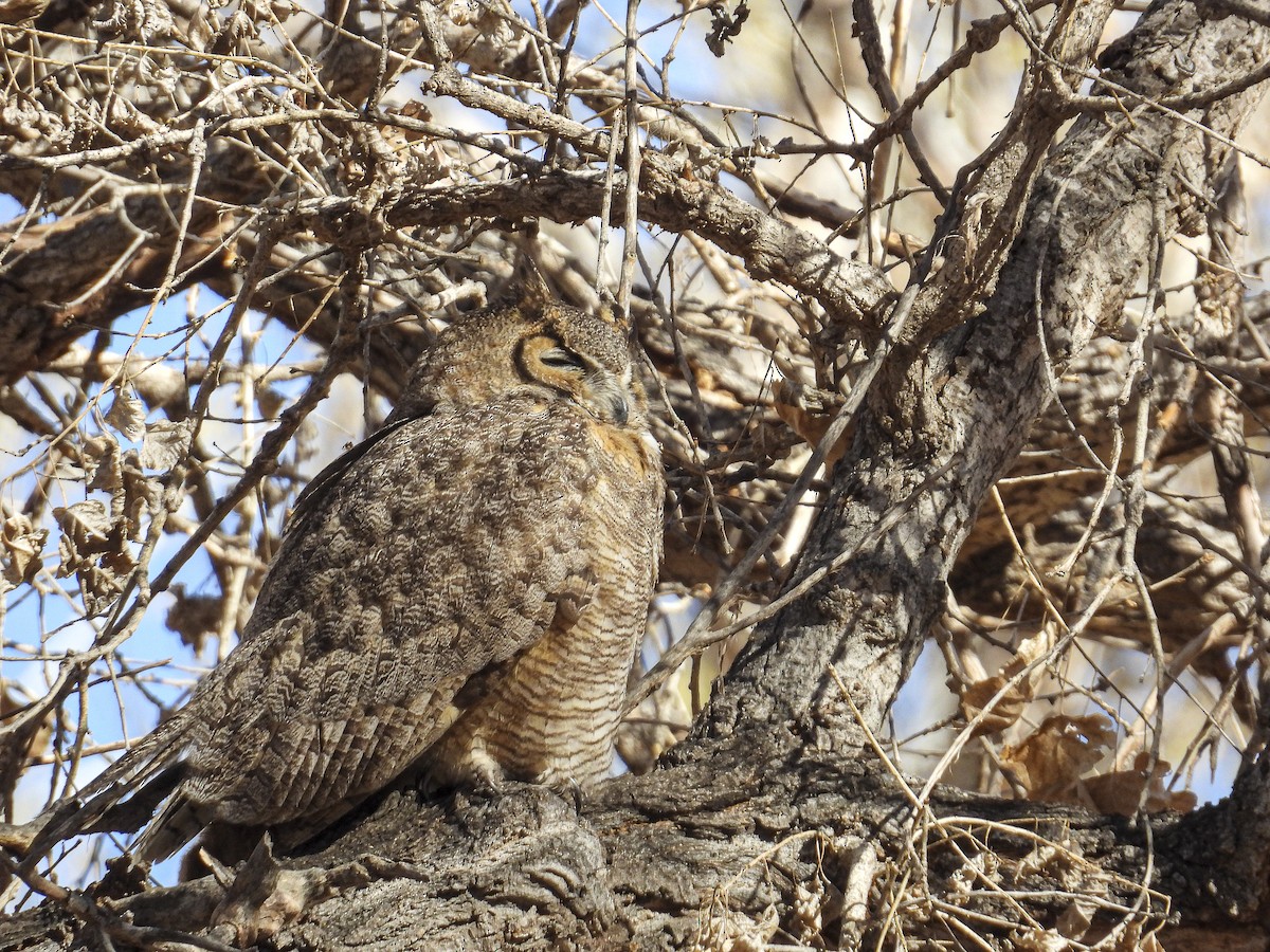 Great Horned Owl - ML630973121
