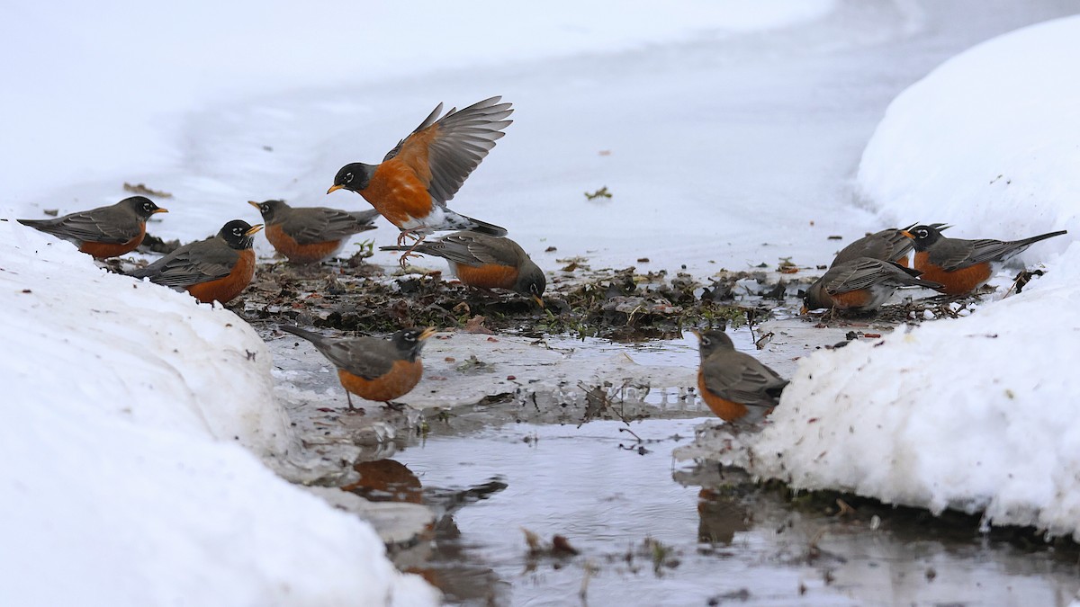 コマツグミ - ML630973258