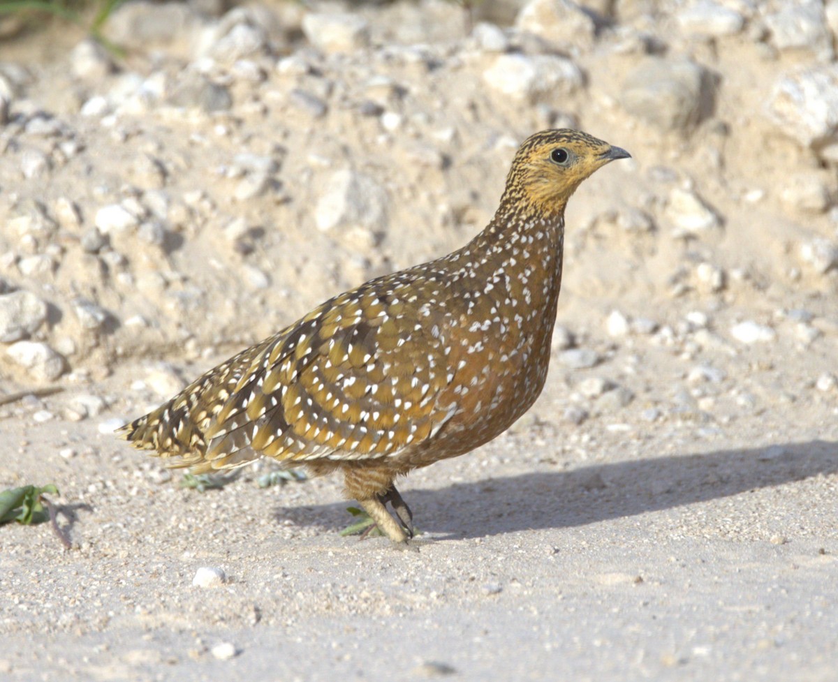 Burchell's Sandgrouse - ML630973261