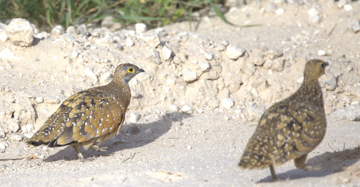 Burchell's Sandgrouse - ML630973262