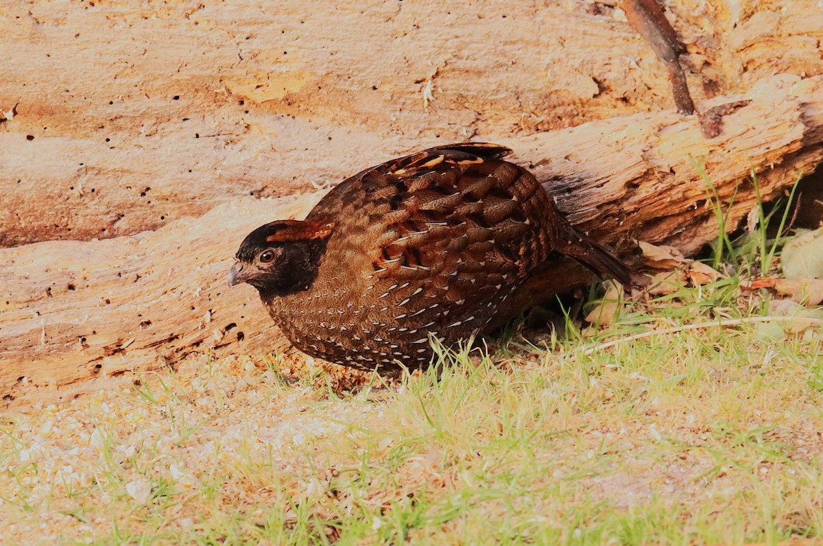 Black-fronted Wood-Quail - ML630973301