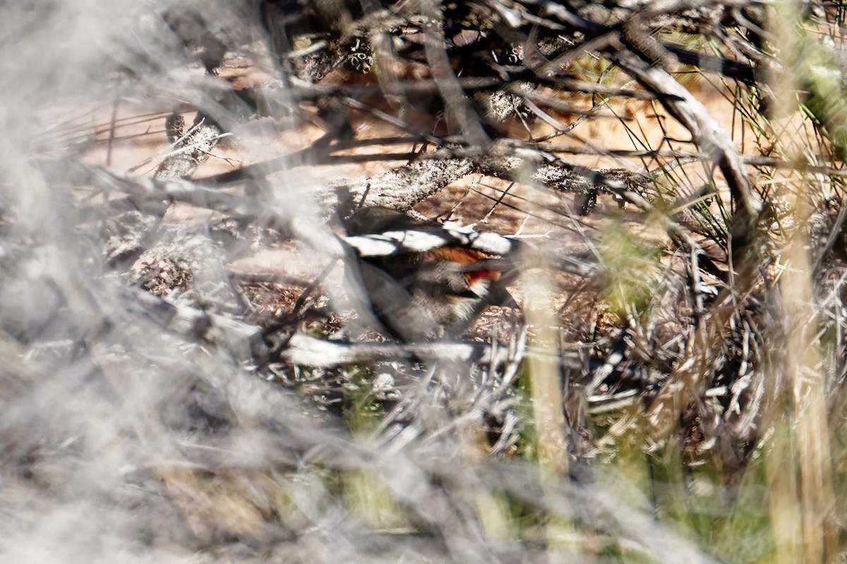 Sandhill Grasswren - ML630973351