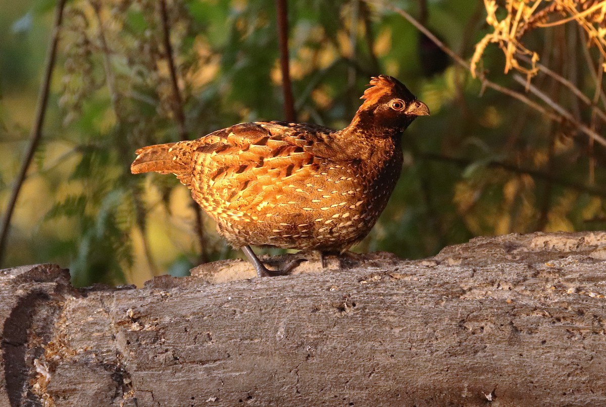 Black-fronted Wood-Quail - ML630973392