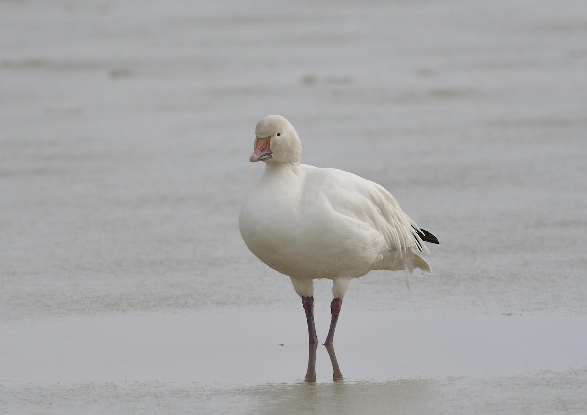 Snow Goose - ML630973430