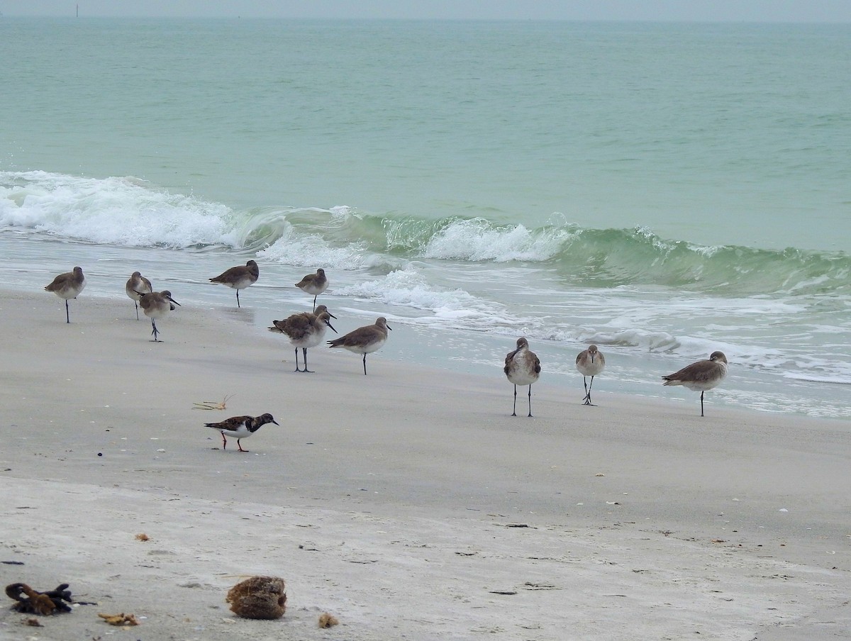 Willet - ML630973475