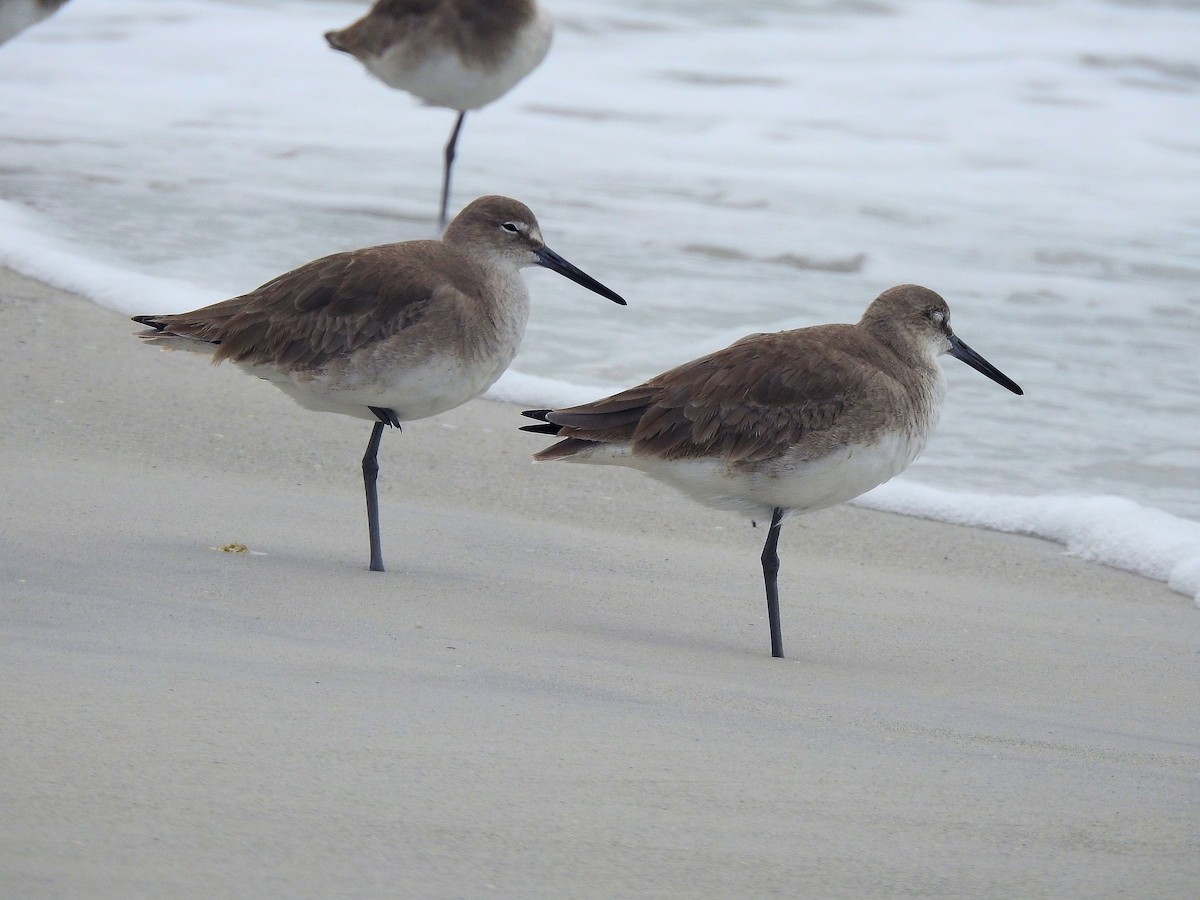 Willet - ML630973476