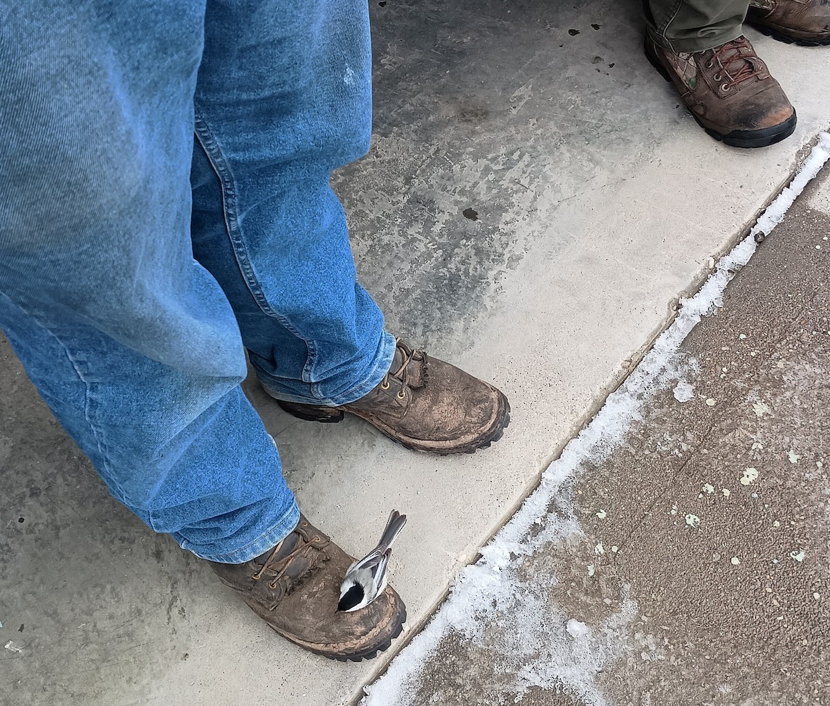 Black-capped Chickadee - ML630973511