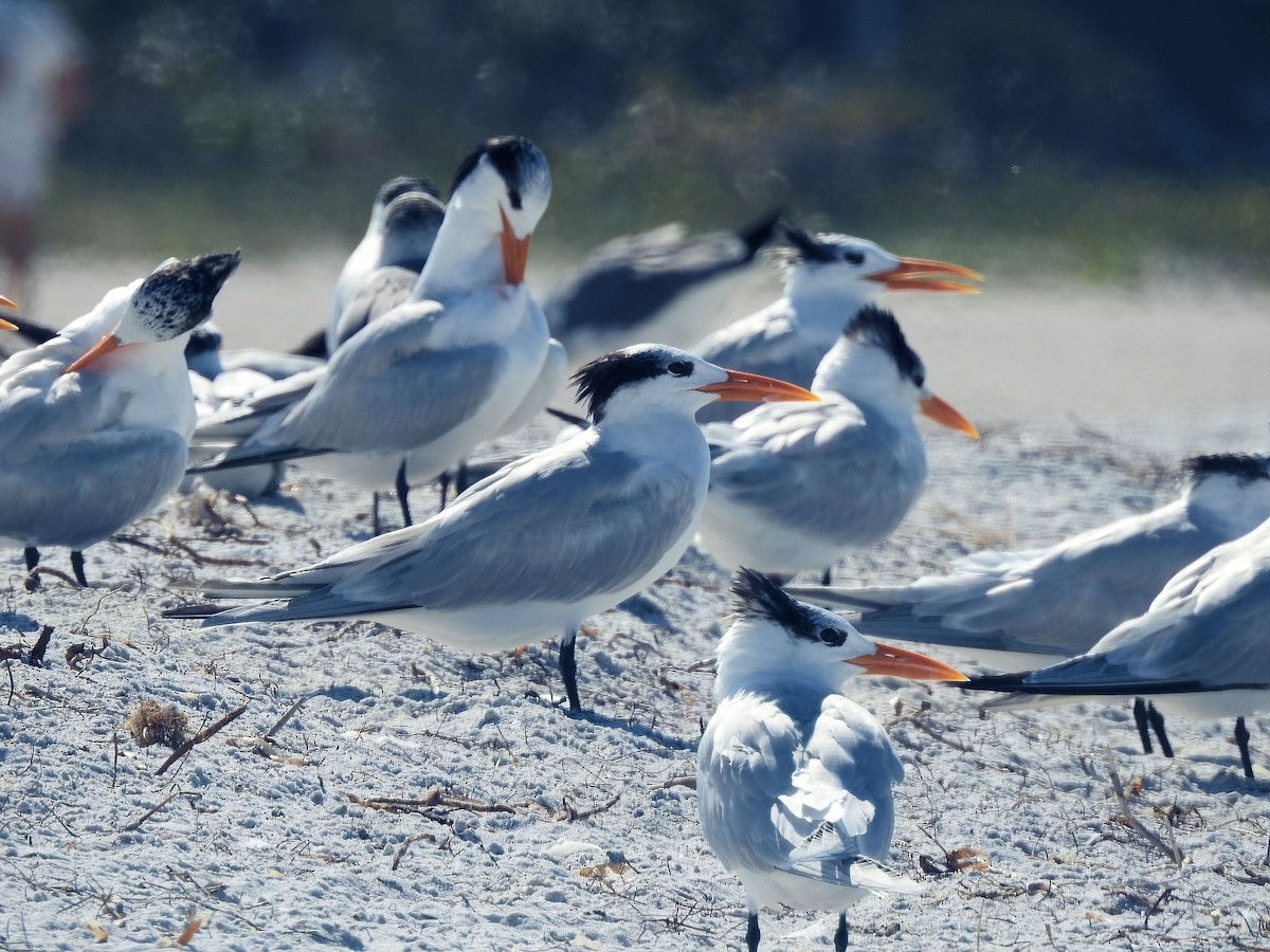 Royal Tern - ML630973537