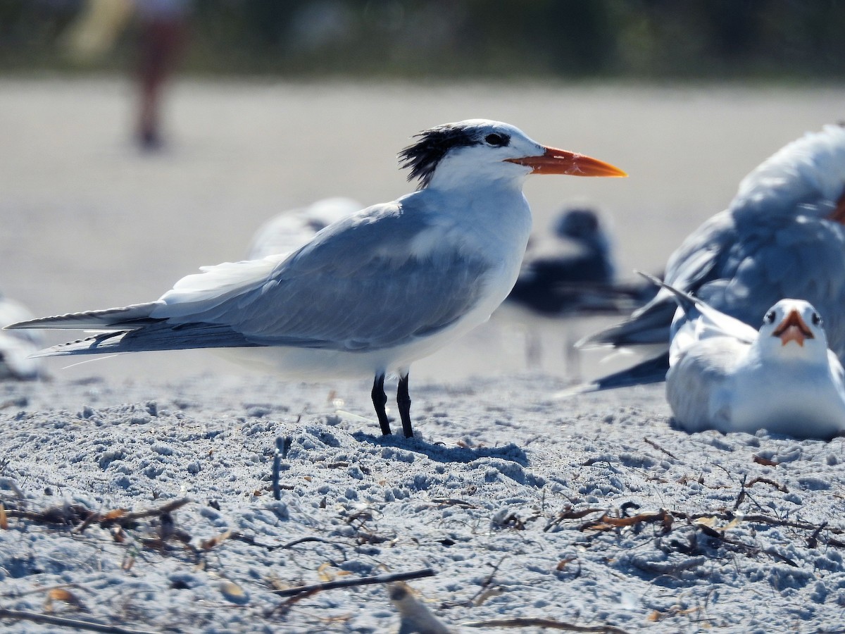 Royal Tern - ML630973538