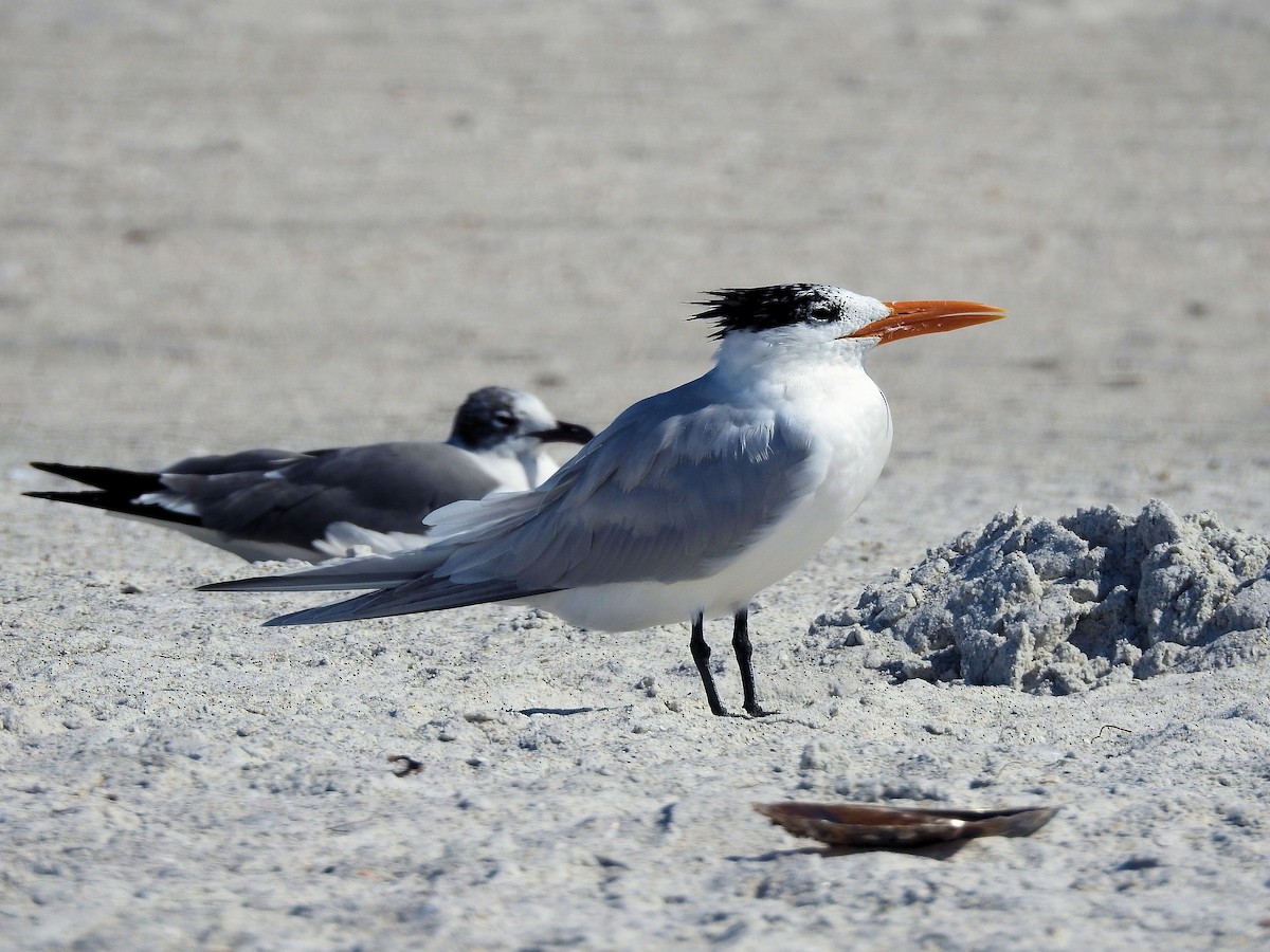 Royal Tern - ML630973539