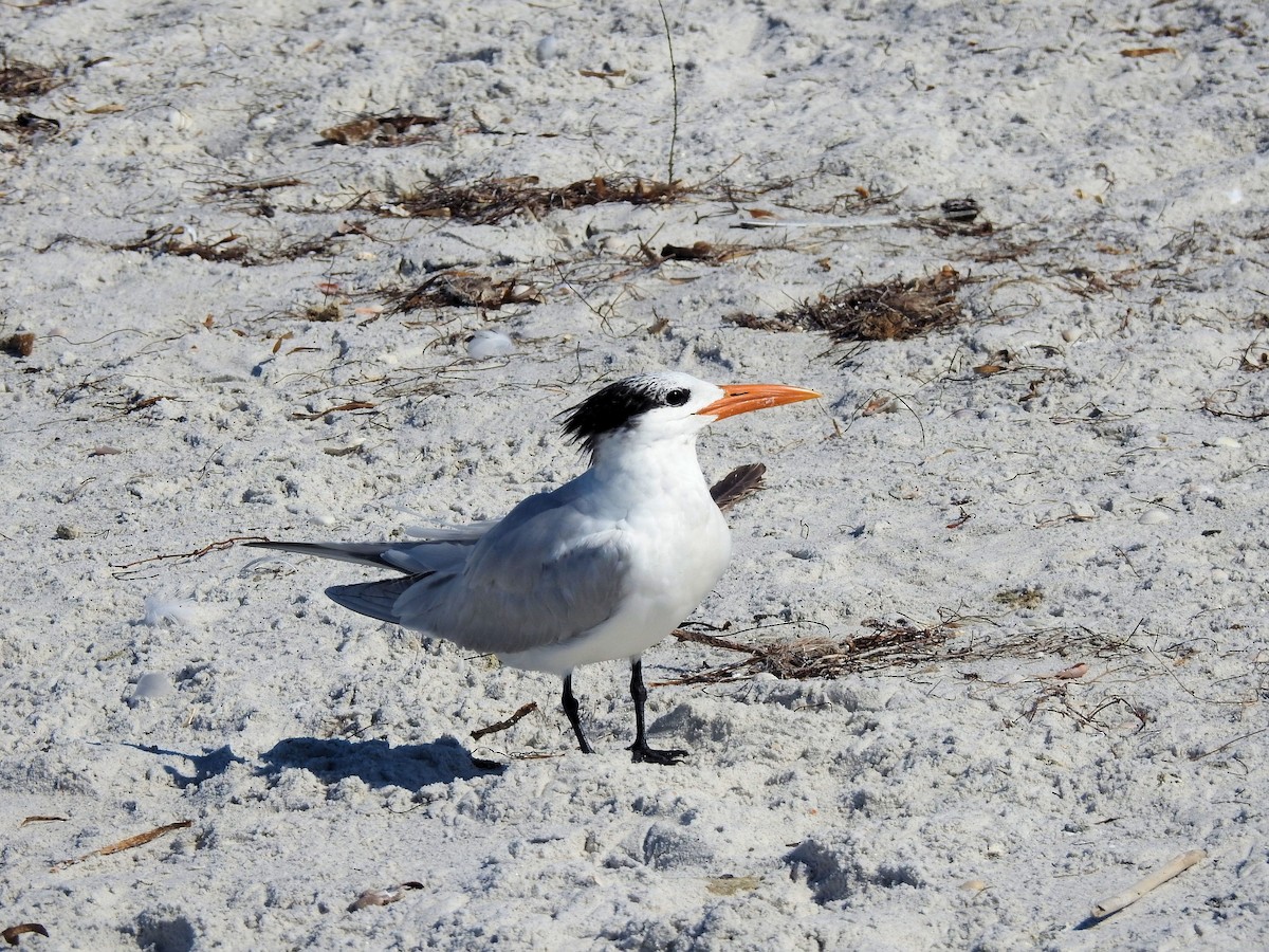 Royal Tern - ML630973540