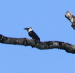 hvitpannedovenfugl - ML630973554