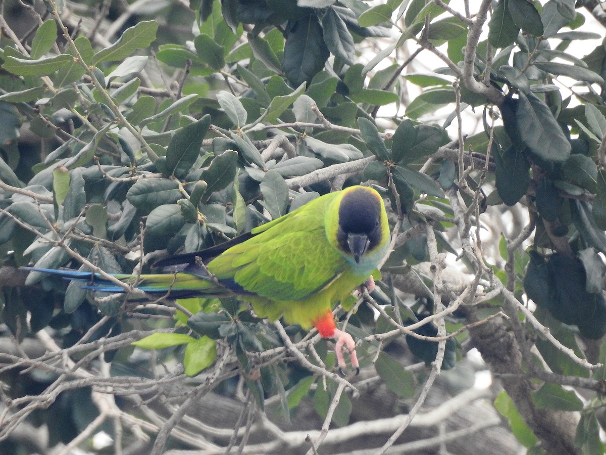 Nanday Parakeet - ML630973557