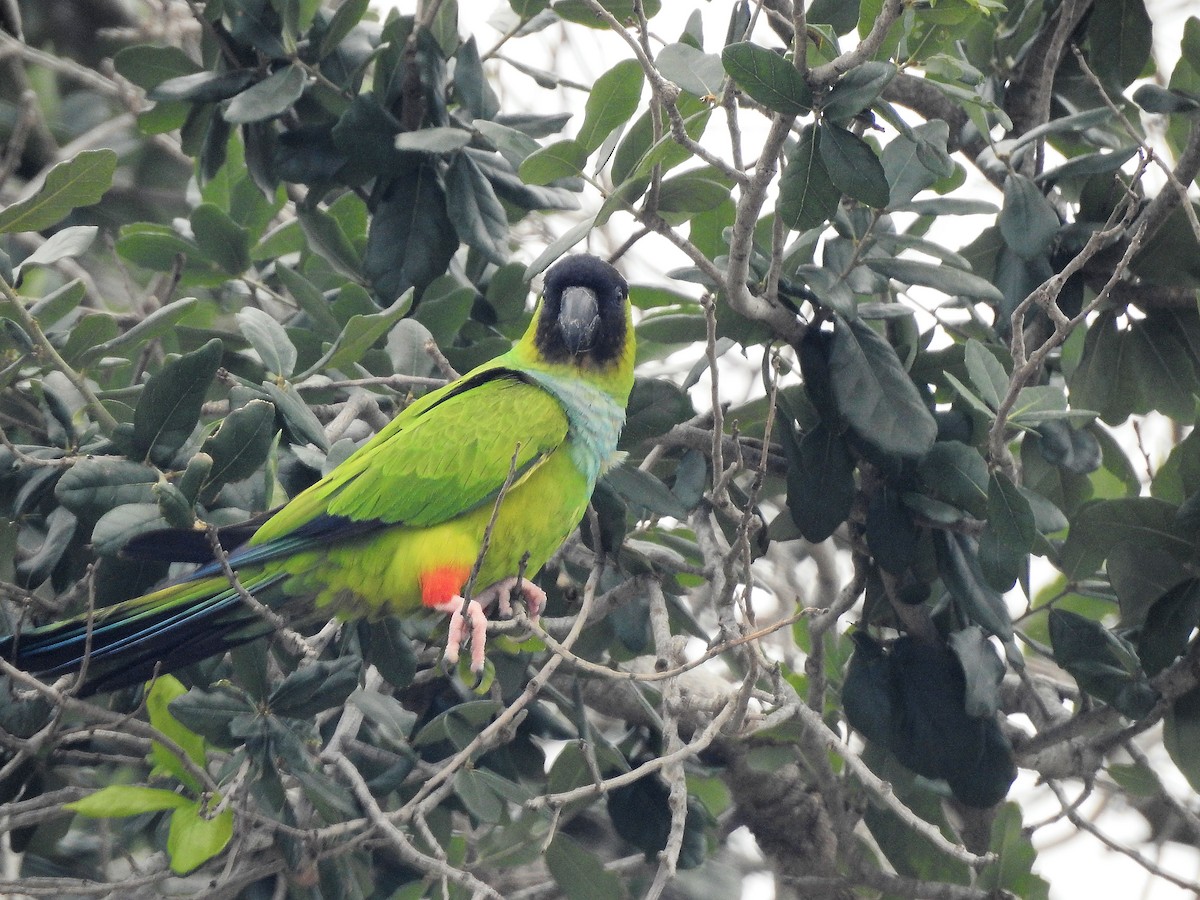 Nanday Parakeet - ML630973559
