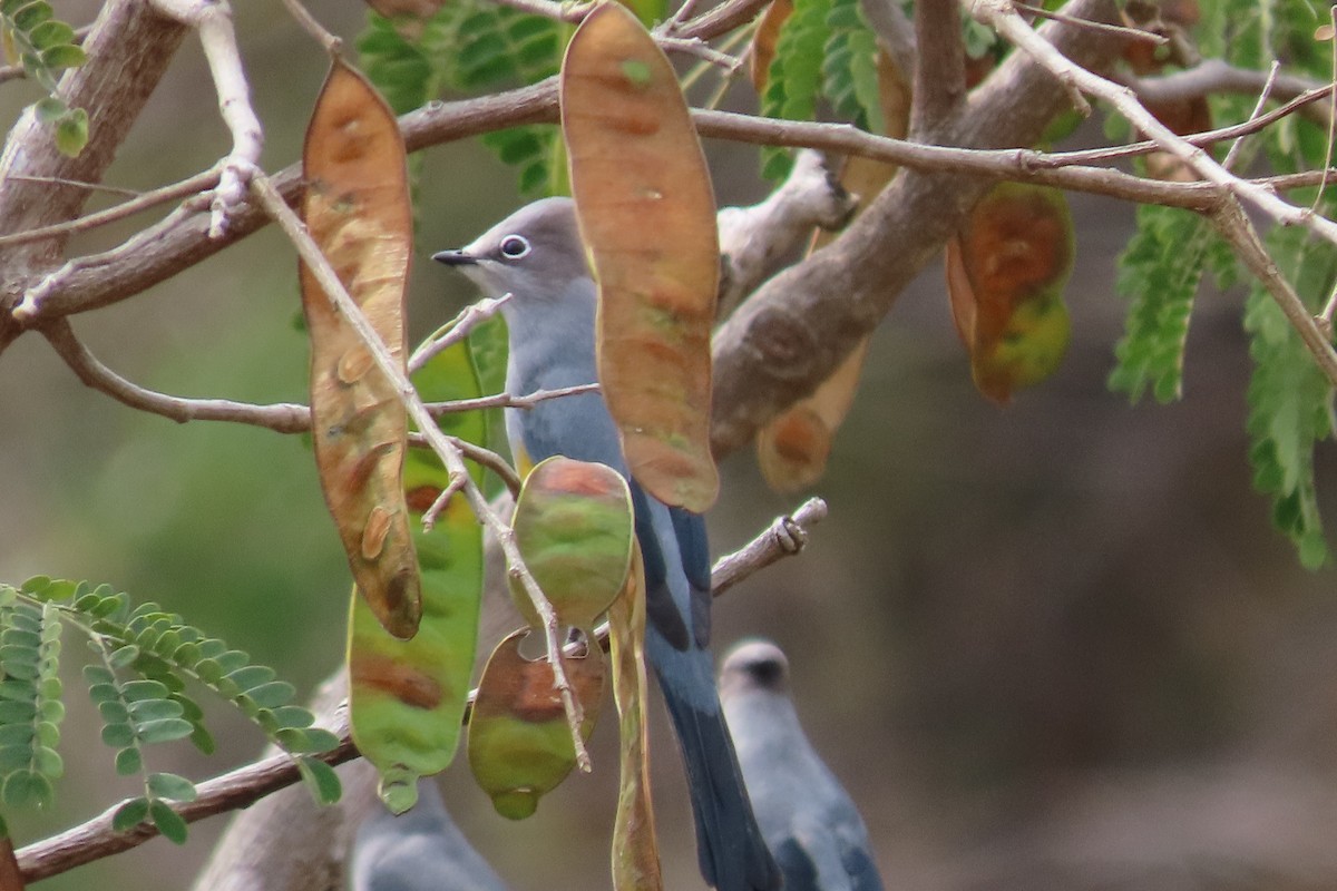 Gray Silky-flycatcher - ML630973585