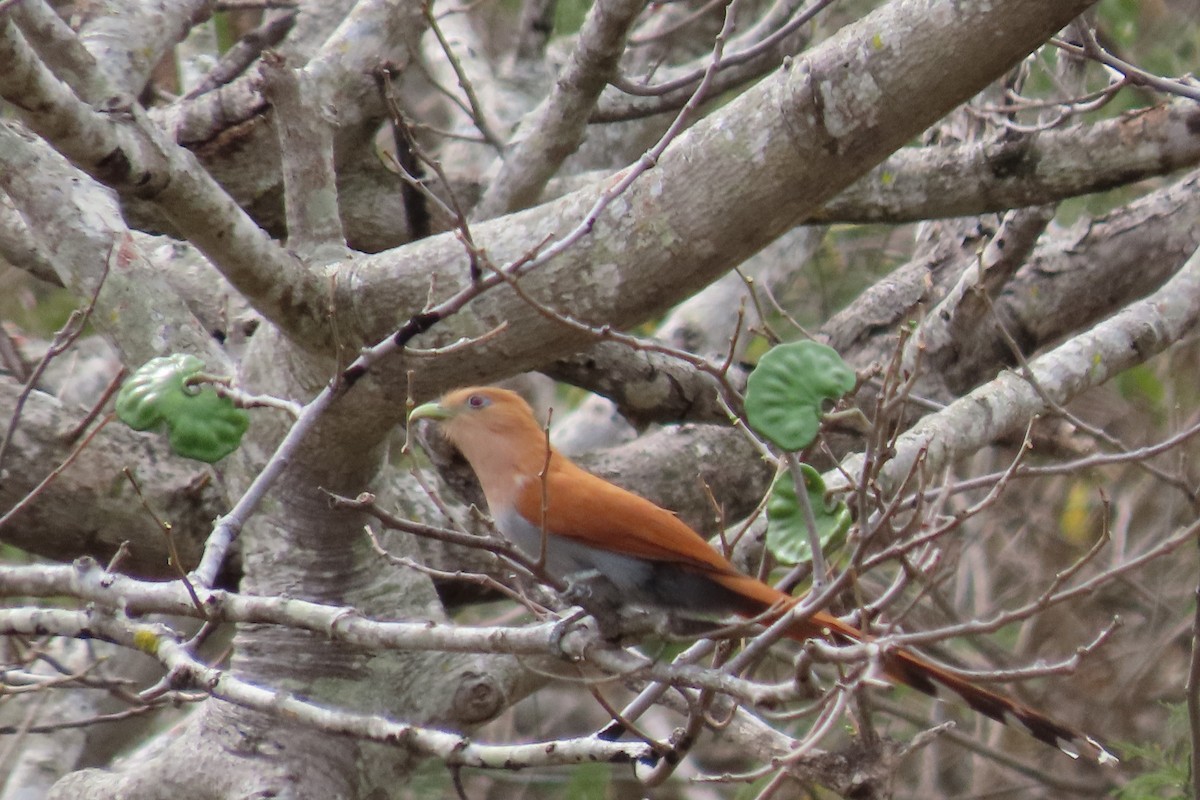 Squirrel Cuckoo - ML630973617