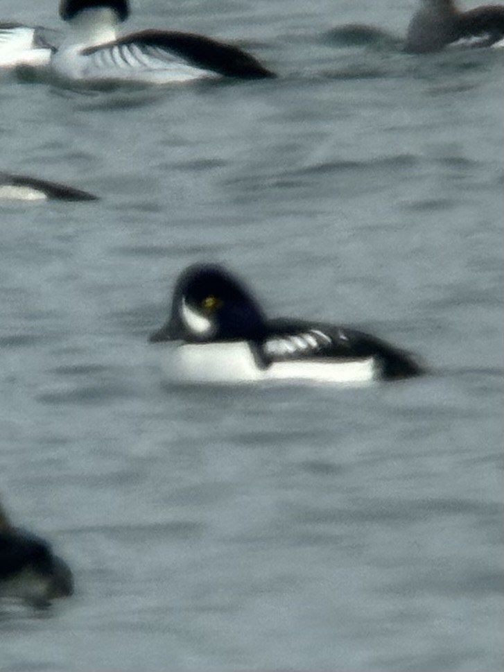 Barrow's Goldeneye - ML630973630