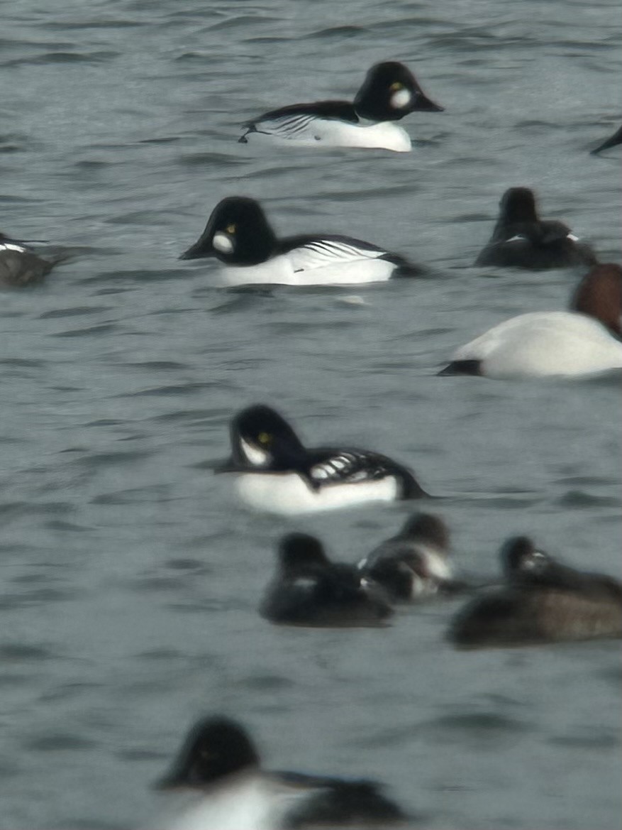Barrow's Goldeneye - ML630973631