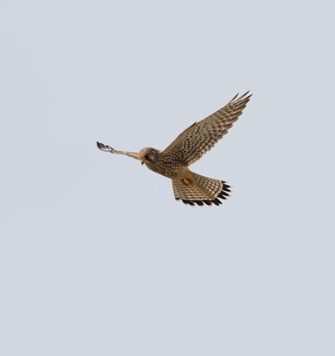 Eurasian Kestrel - ML630973920