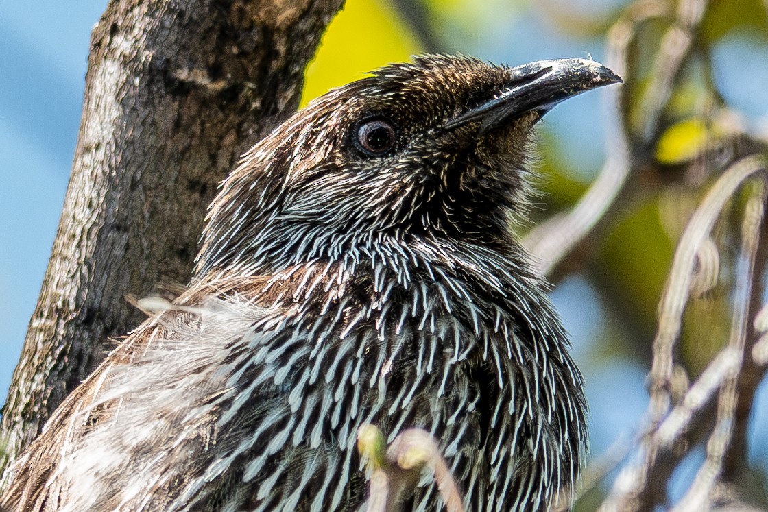 Little Wattlebird - ML630973943