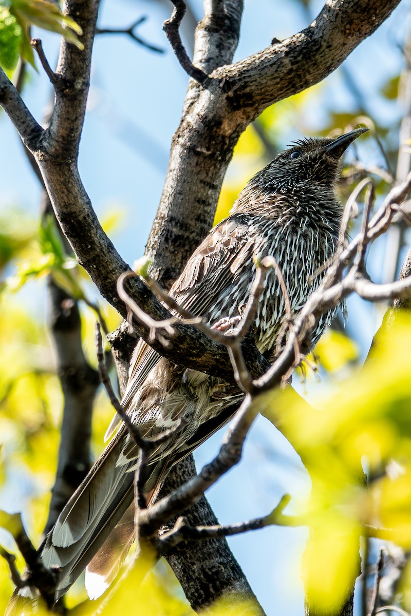 Little Wattlebird - ML630973945