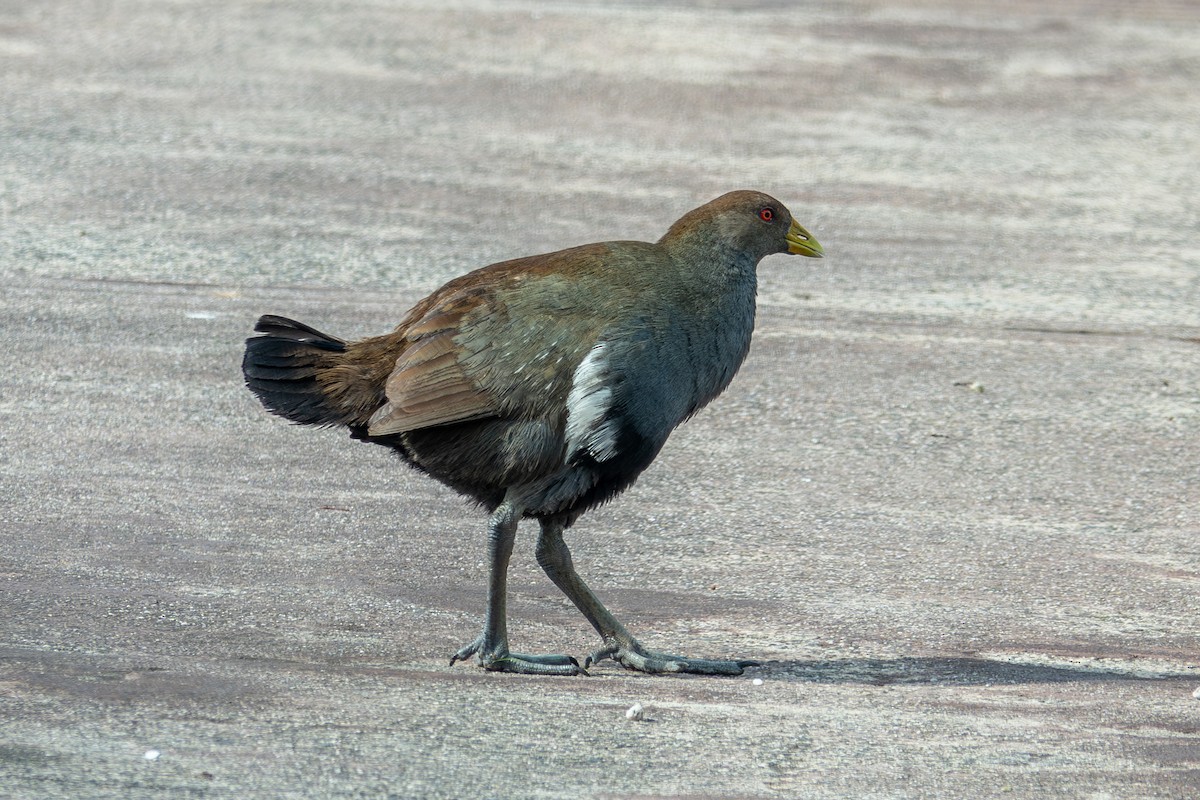 Tasmanian Nativehen - ML630974067