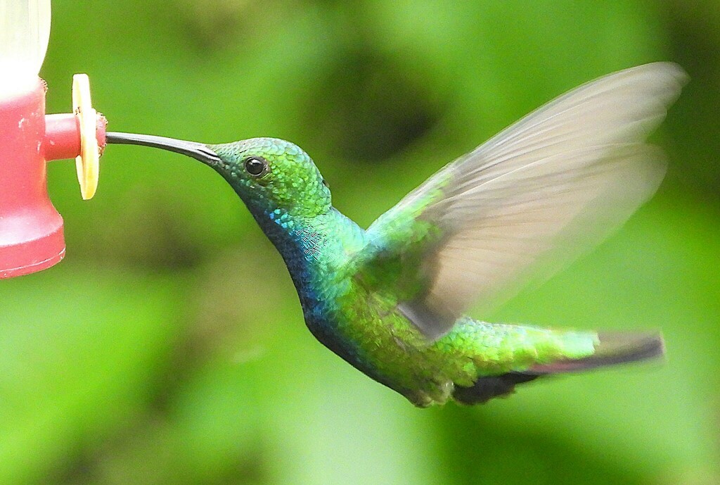 Black-throated Mango (Ecuadorian) - ML630974413