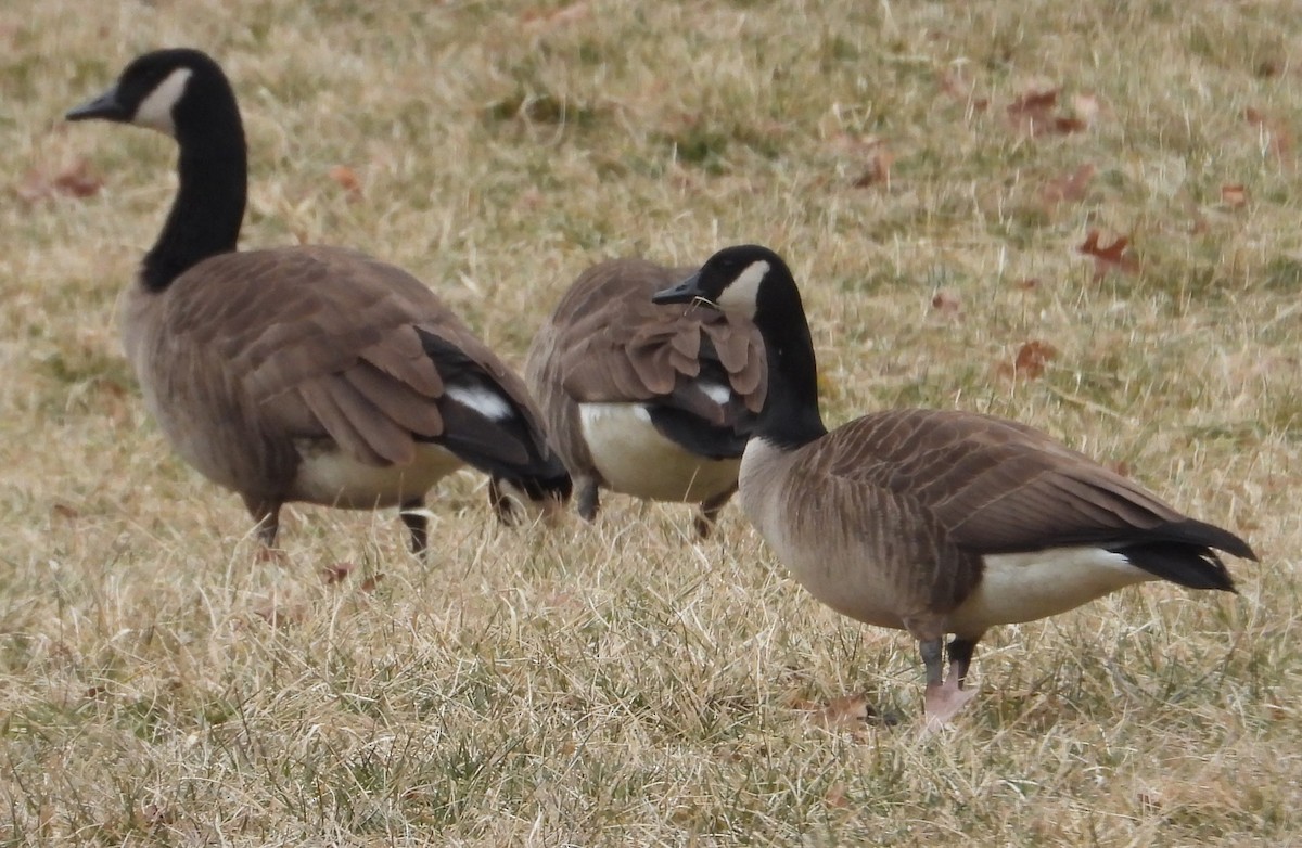 Kanadagans - ML630974506