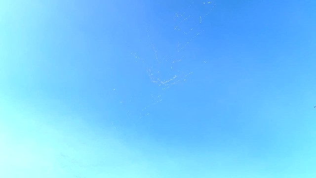 Snow Goose - ML630974587