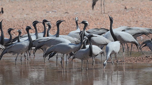 Demoiselle Crane - ML630974651