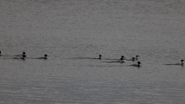 siland - ML630975075