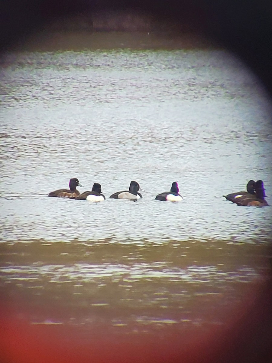 Ring-necked Duck - ML630975154