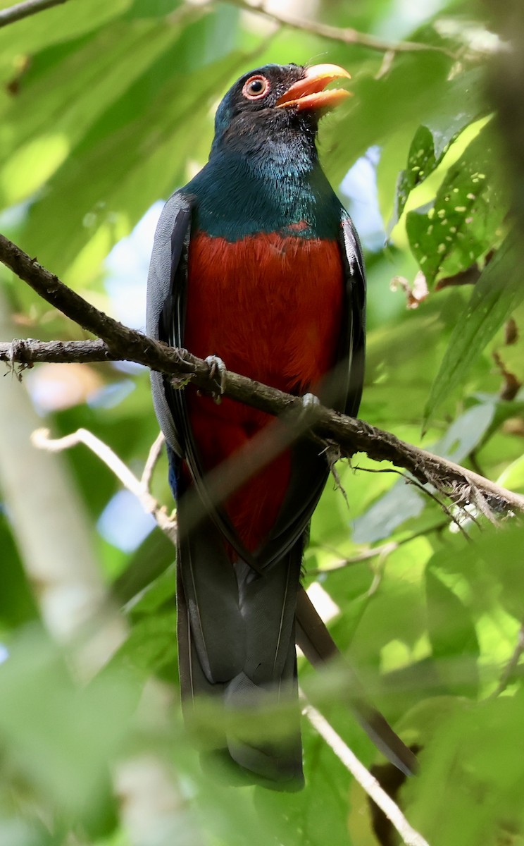 Schieferschwanztrogon - ML630975182