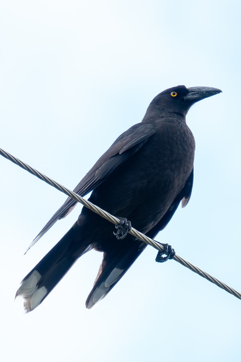 Black Currawong - ML630975199