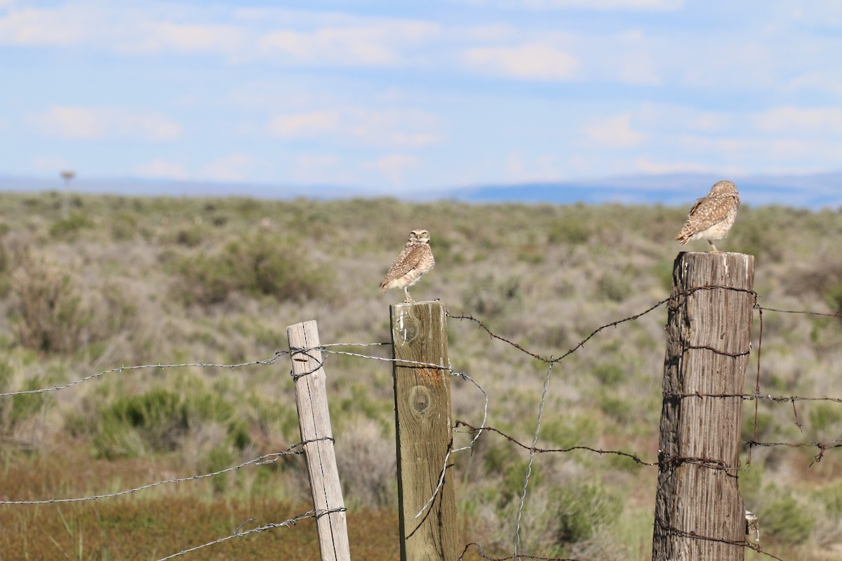 Burrowing Owl - Henry Burton