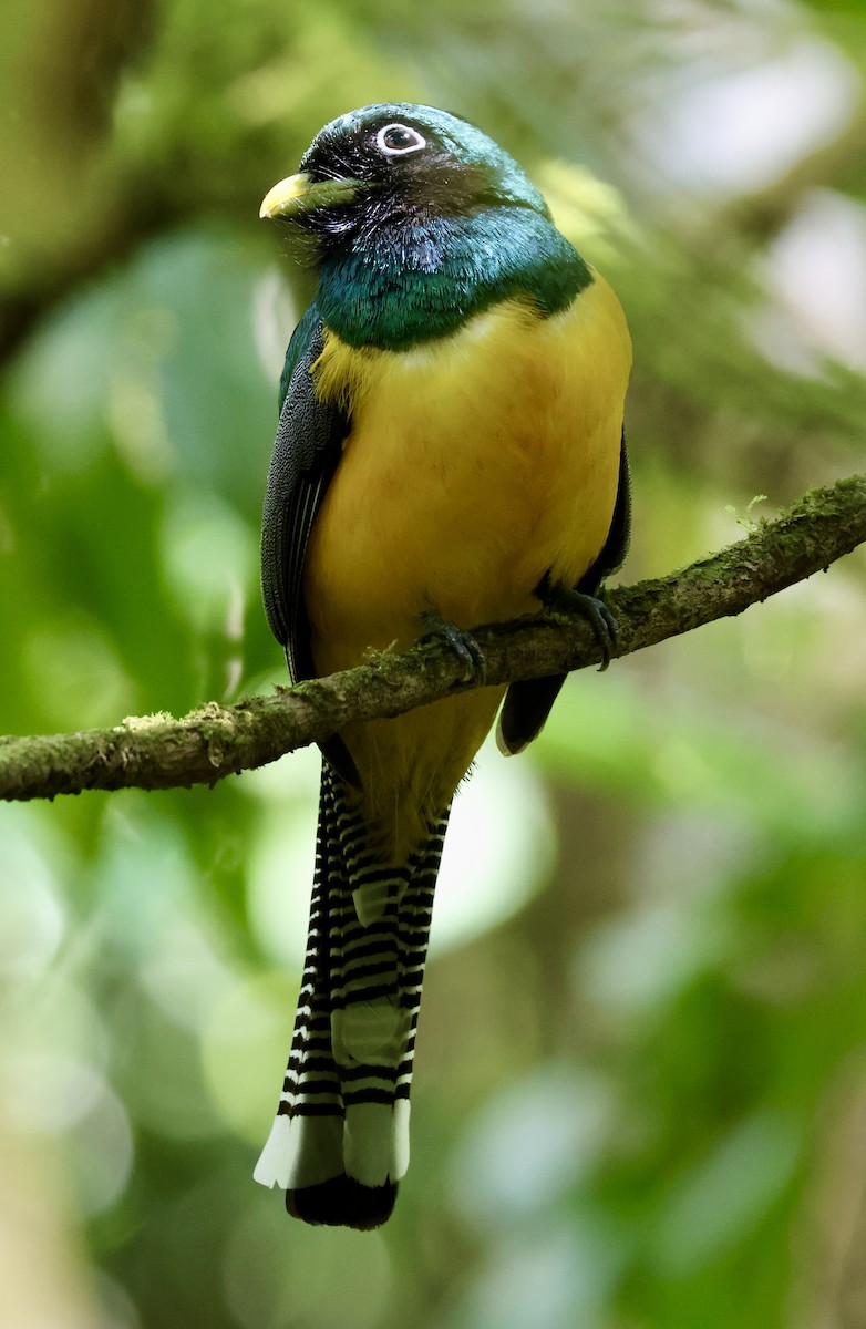 Northern Black-throated Trogon - ML630975344