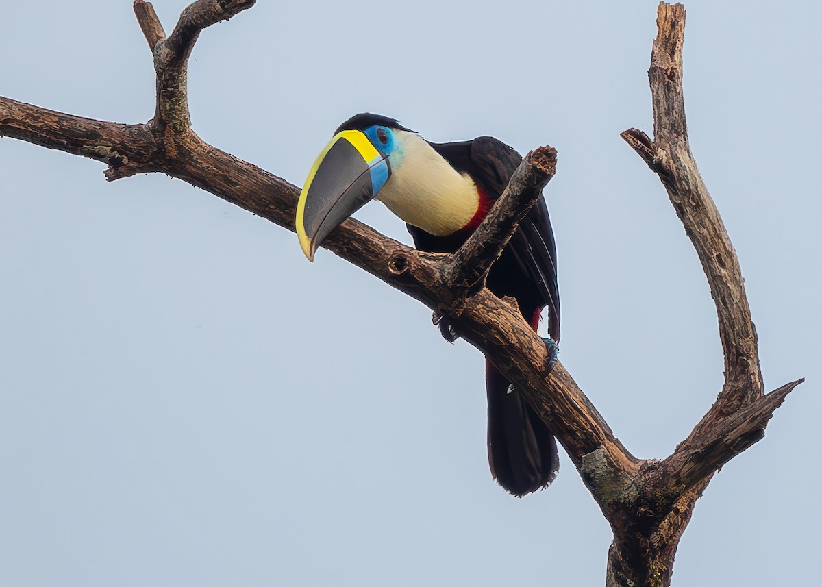 White-throated Toucan - ML630975431