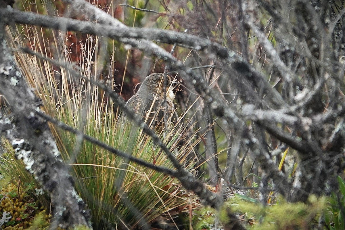 Boyaca Antpitta - ML630975442