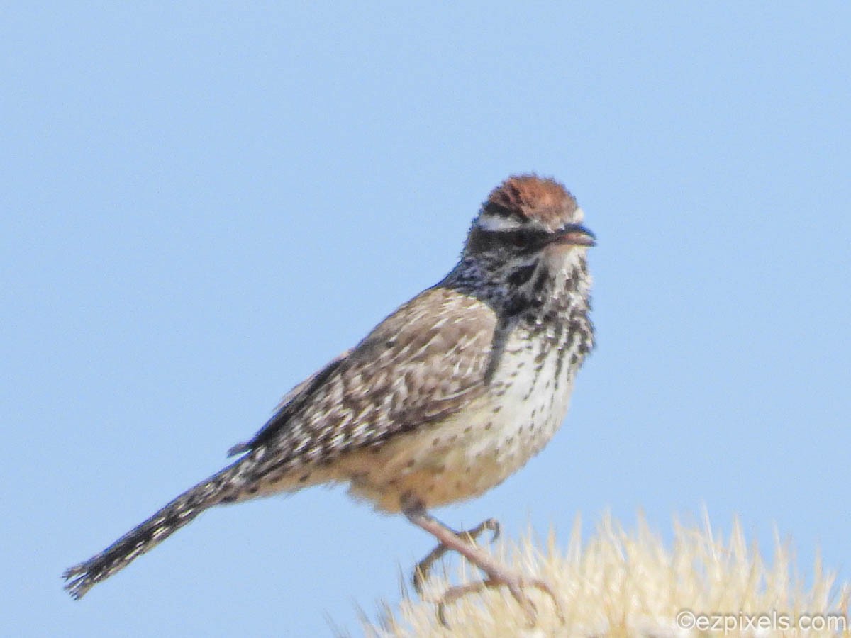 Cactus Wren - ML630975607