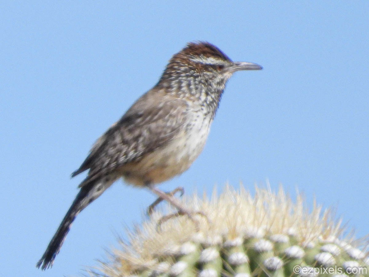 Cactus Wren - ML630975608